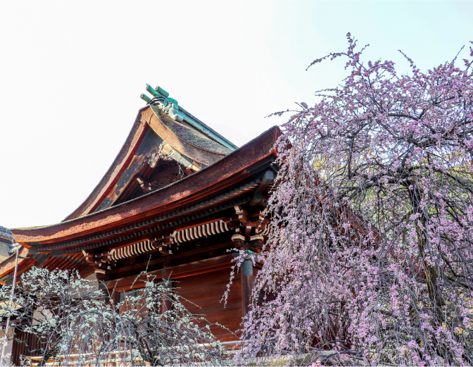 道明寺天満宮の梅